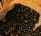 Wholesale fermentation: Civet Coffee (Kopi Luwak) Specialty