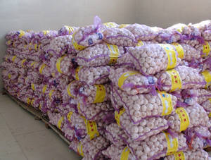 Wholesale onions: Fresh White Garlic
