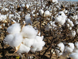 Wholesale Apparel Fabric: Raw Cotton