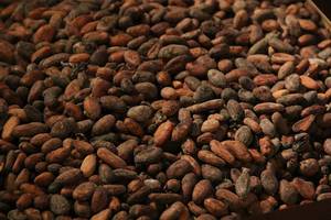 Wholesale Cocoa Beans: Cocoa Beans