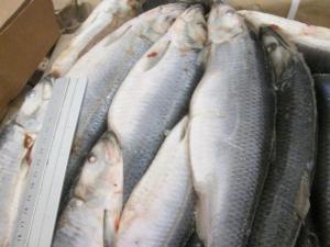 Wholesale her: Frozen Herring Atlantic Fish From Russia Federation Fast Worldwide Delivery All Sizes