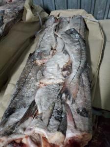 Wholesale sizing: Haddock Atlantic Fish From Murmansk Fast Worldwide Delivery From Russia Good Quality All Sizes