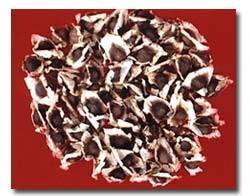Wholesale raw herb: Moringa Seed