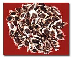 Wholesale drumstick fruits: Moringa Seed Wholesale drumstick fruits: Moringa Seed
