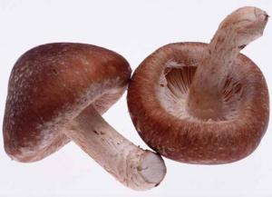 Wholesale dried mushroom: Shiitake Mushroom Extract