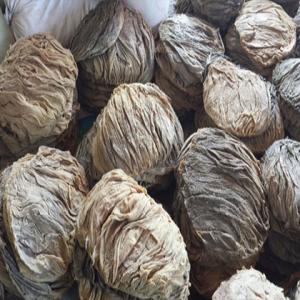 Wholesale dry tendons: Dry Salted Omasum and Frozen Salted Beef Omasum Available for Export.