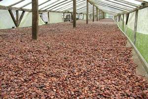 Wholesale Bean Products: Cocoa Beans,Cofee Beans,Lentils Beans,Vanilla Beans