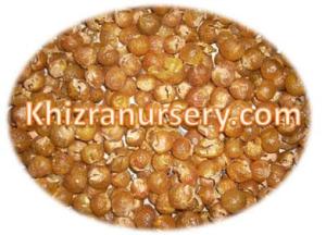 Wholesale fresh fruits: SoapNut Shells, Soapnut Powder, Soapnut Seeds