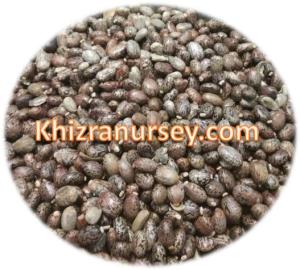 Wholesale Oil Seeds: Castor Oil Seeds