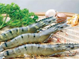 Wholesale black tiger shrimps: High Quality Fresh Black Tiger Shrimps