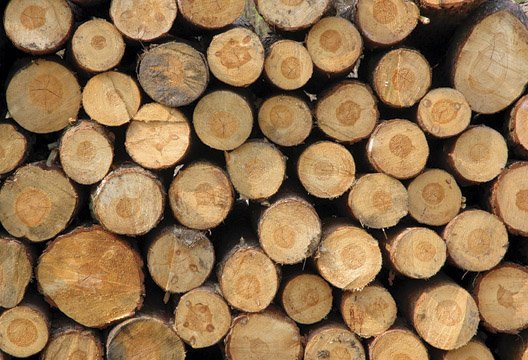 Plantation Teak Acacia Mangium Round Logs id 8778483 