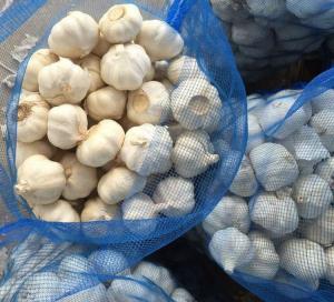 Wholesale fresh white garlic: Fresh White Shandong Garlic