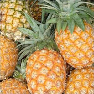 Wholesale pineapple: Exporting Fresh Pinapples
