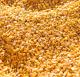 Sell Dried Grade 2 Yellow Maize/Corn, Non-GMO, Fit for Human and Animal Feed