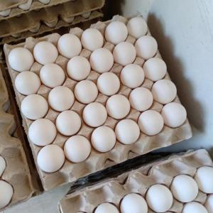 Wholesale Eggs: Chicken Table Eggs
