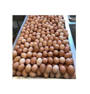 Wholesale table eggs: Fresh Brown Table Eggs