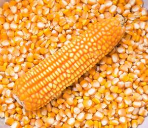 Wholesale food: Dried Yellow Corn / Dried Yellow Maize