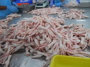 Wholesale Meat & Poultry: Grade ''A'' Frozen Chicken Feet and Paws / Frozen Chicken Paws and Feets