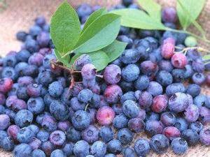 Wholesale fruits: European Bilberry Extract Natural Anthocyanidins Supplement,Bilberry Extract,Anthocyanidins 5%-36%
