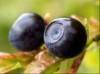 Sell bilberry extract