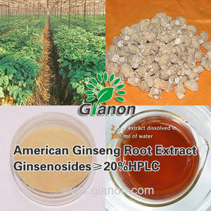 Wholesale Herb Medicine: American Ginseng Root Extract Low Pesticides