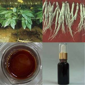 Wholesale panax ginseng root oil: Panax Ginseng Oil