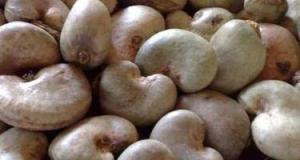 Wholesale supplies: Raw Shell Cashew Nut