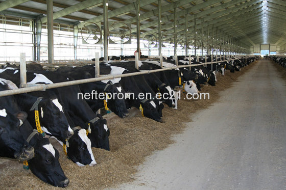 Live Dairy Cows and Pregnant Holstein Heifers Cows Available for Sale