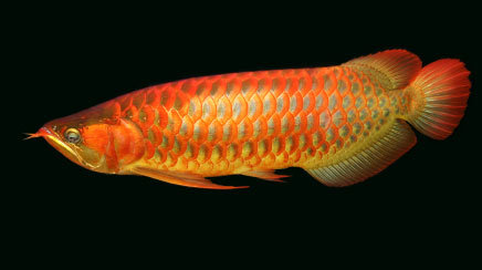 Red Tail Gold Arowana Fish for Sale(id:9558816) Product ...