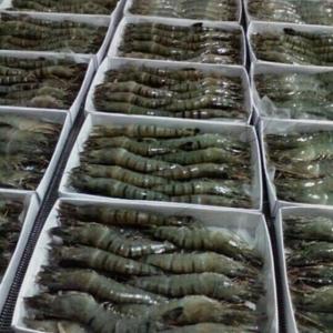 Wholesale black tiger shrimps: Frozen Black Tiger Shrimp (Whole Shrimp)