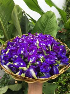 Wholesale natural hair dye: Butterfly Pea Flower Premium Lanhudiebutterfly Pea