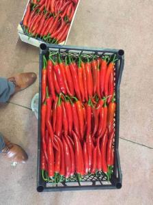 Wholesale paprika red color: Fresh Red Chilli