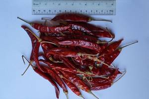 Wholesale red chillies color: Dried Chilli From Viet Nam with High Quality and Best Price Wholesale red chillies color: Dried Chilli From Viet Nam with High Quality and Best Price