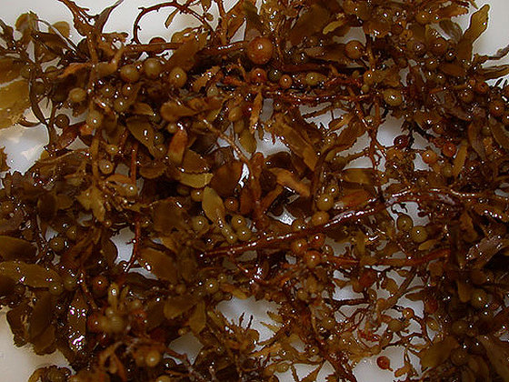 Sargassum(id:9977738). Buy Vietnam Sargassum - EC21
