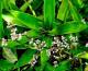 Herbs Vietnam 100% No Plant Protection Medicine Cheap Price