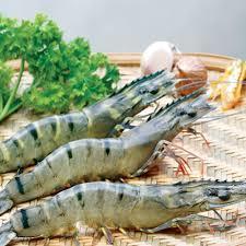 Wholesale prawns: Frozen Black Tiger Shrim. High Quality Product From Viet Nam ( HuuNghi Fruit)