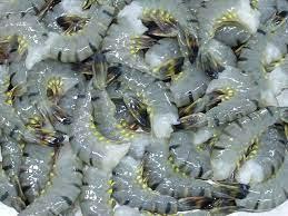 Wholesale black tiger shrimps: Black Tiger Headles Frozen Shrimp , High Qualiti, Fresh Taste with Good Product From Viet Nam