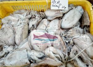 Wholesale whole frozen fish: Cuttlefish