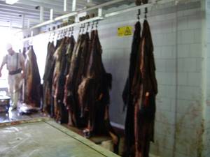 Wholesale cows: Cow Skin