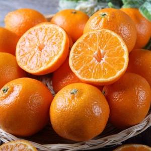 Wholesale acidic: Japanese Citrus, Mandarin Orange