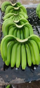 Wholesale cavendish: Cavendish Banana