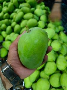 Wholesale mango pulp: Alphonso Mangoes
