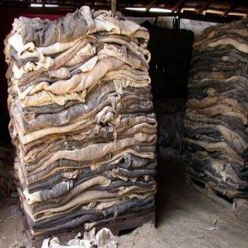 Sell Wet Salted Donkey hides / Wet salted Donkey / Cow Skin / Dry salted Cow