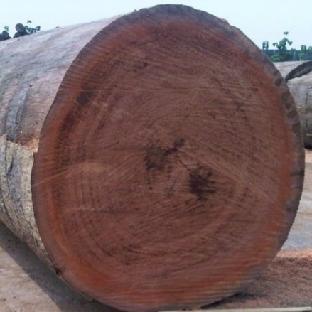 2018 New Average 80cm and Up High Quality Azobe Logs