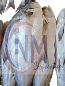 Wholesale red grouper: Seafood Fresh and Frozen Fish From Pakistan