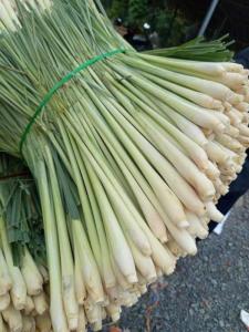 Wholesale flavored tea: Lemongrass