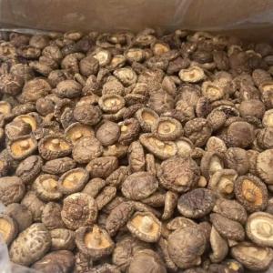 Wholesale dried mushroom: Mushrooms