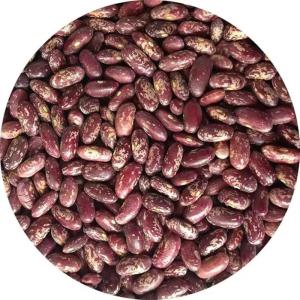 Wholesale lighting: Light Speckle Kidney Beans