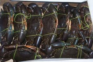 Wholesale Frozen Food: Live Mud Crabs