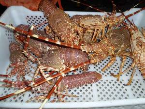Wholesale raw white: Live Spiny Lobster